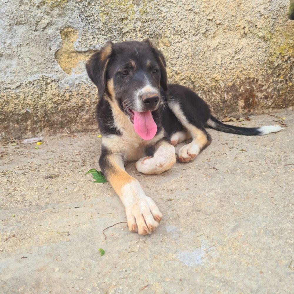 Moro