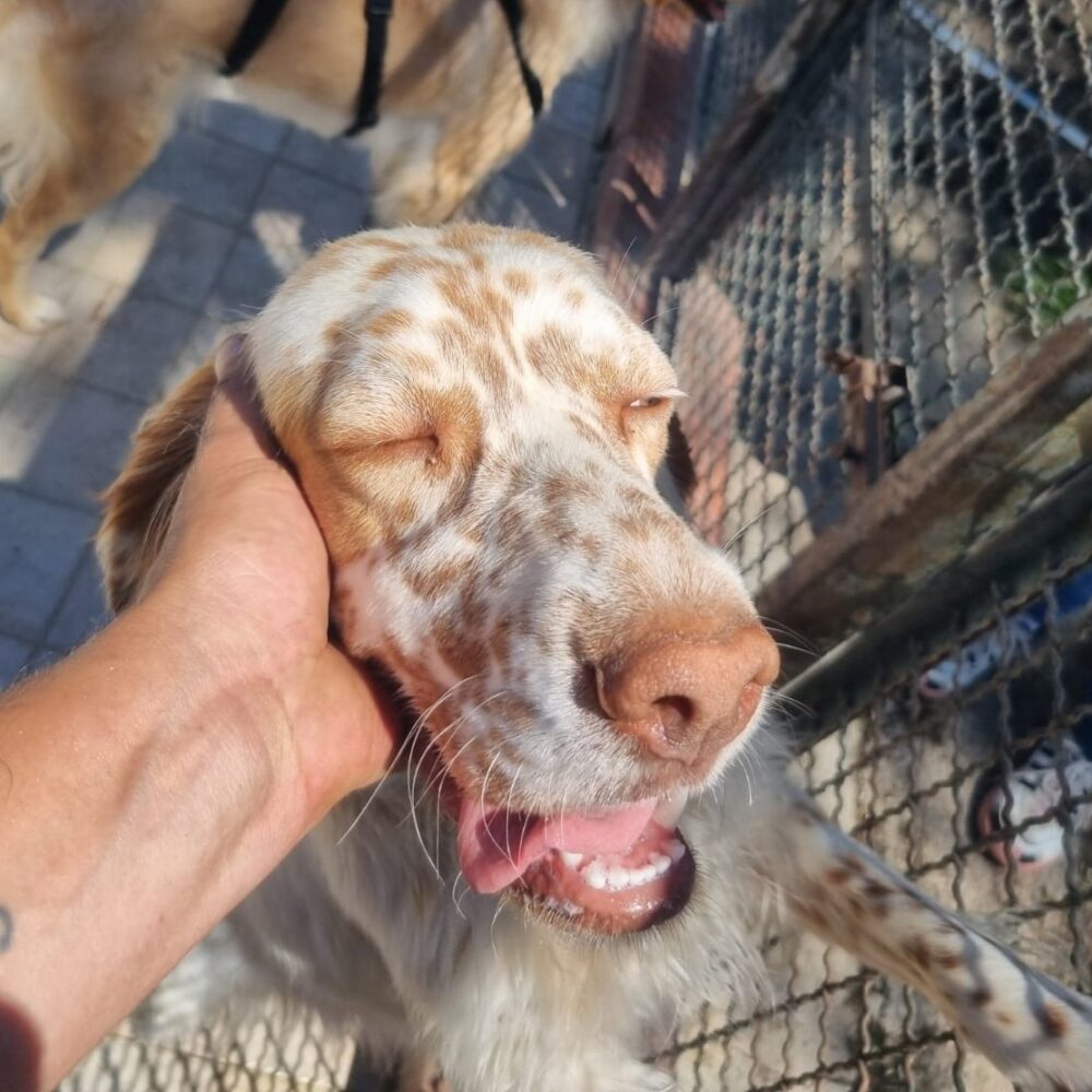 Ginger