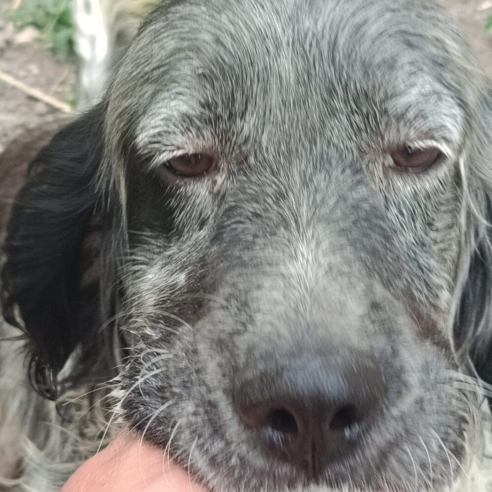 Duke