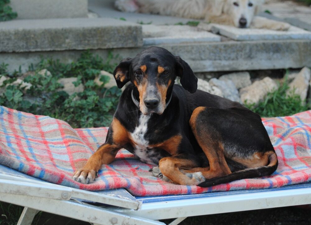 Bruno (Fritz)