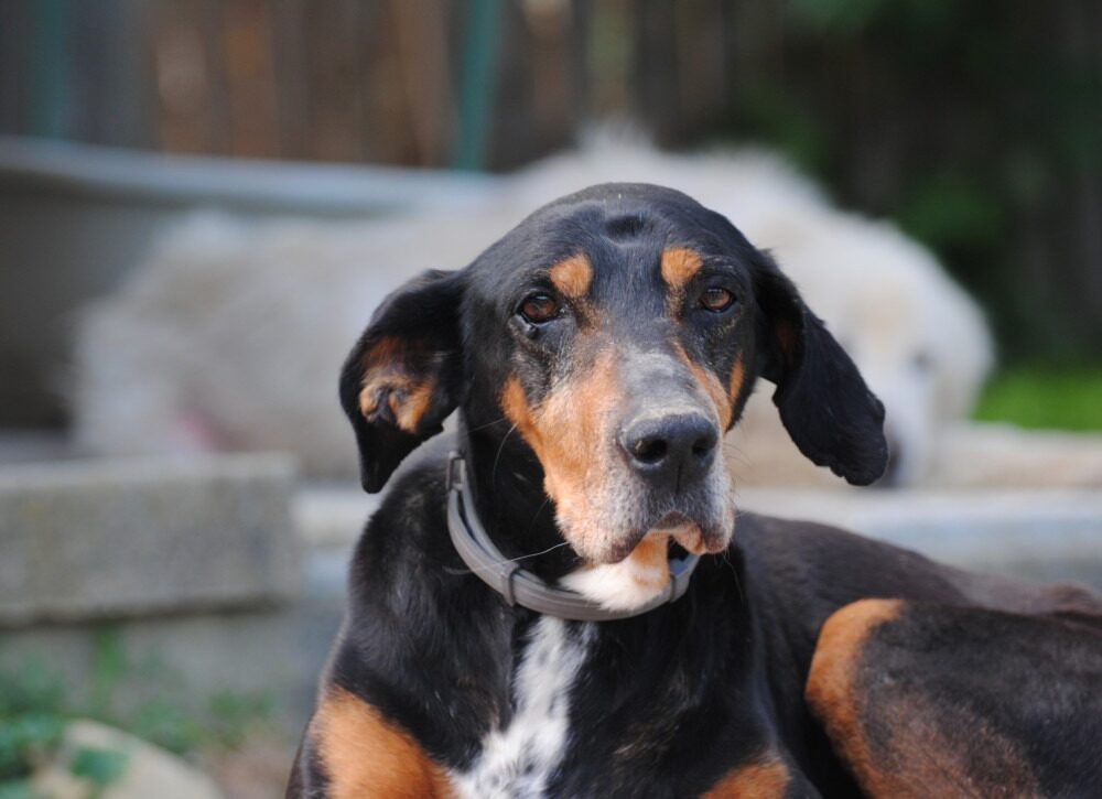 Bruno (Fritz)