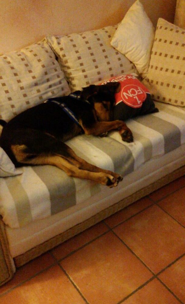 Zorro