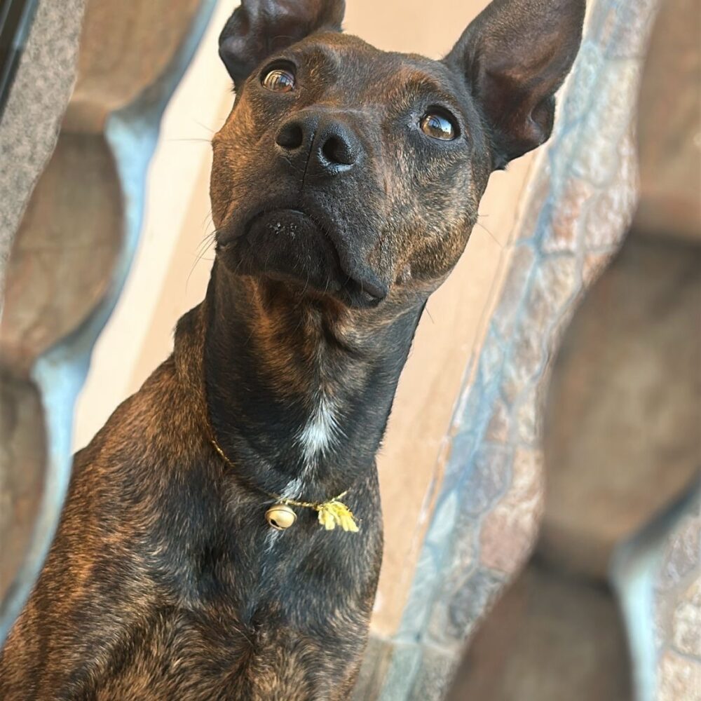 Tyson