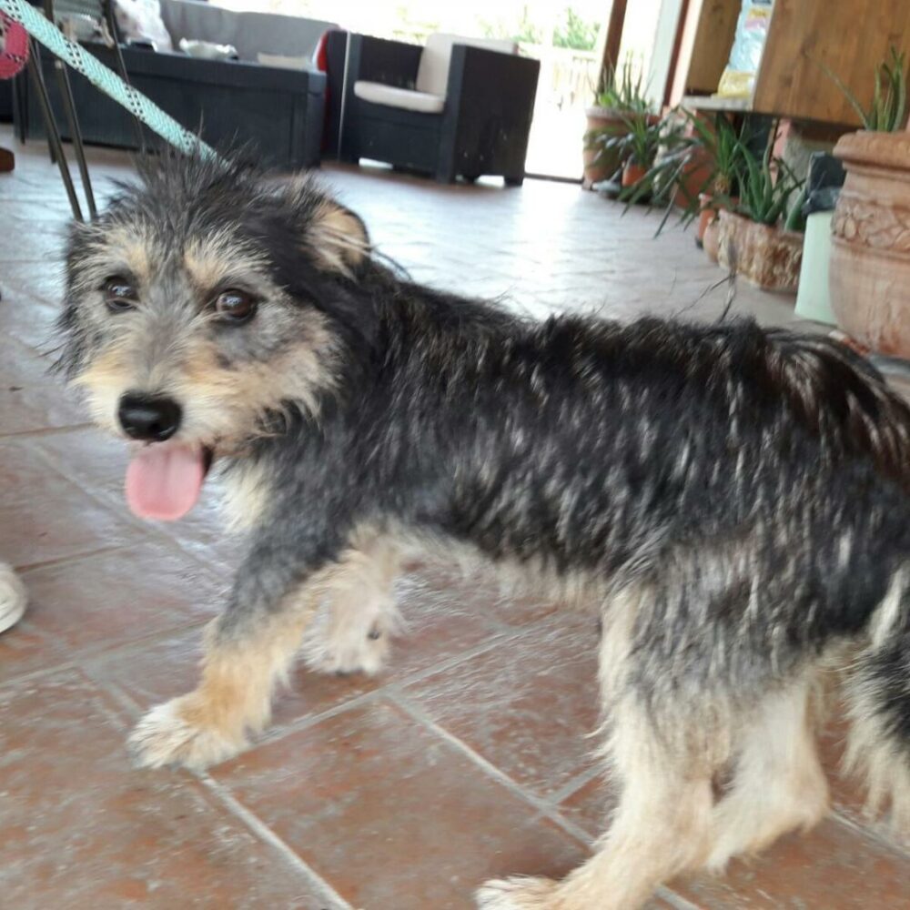 Pongo