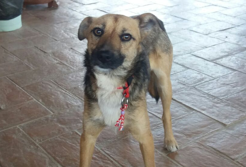 Lory