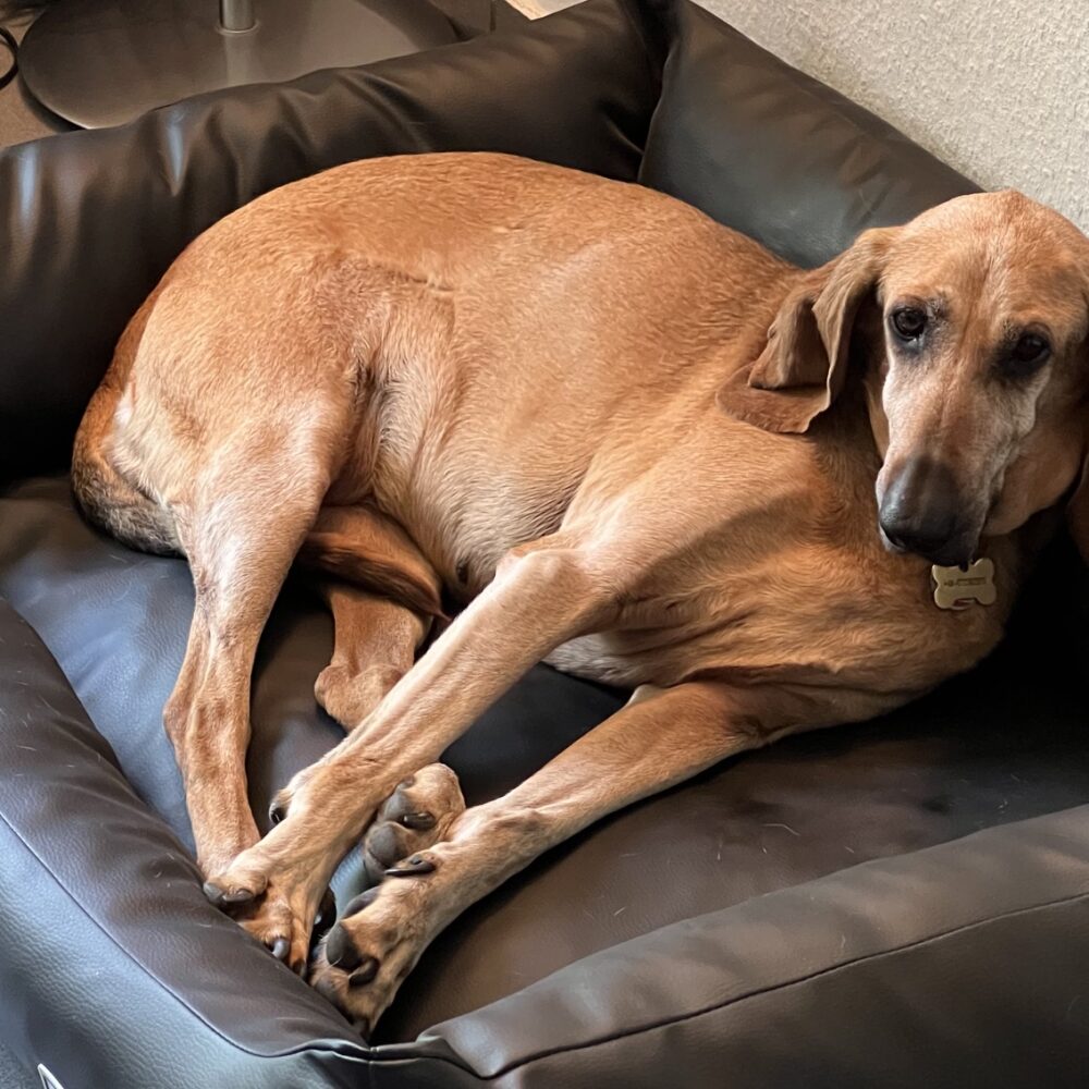 Perla