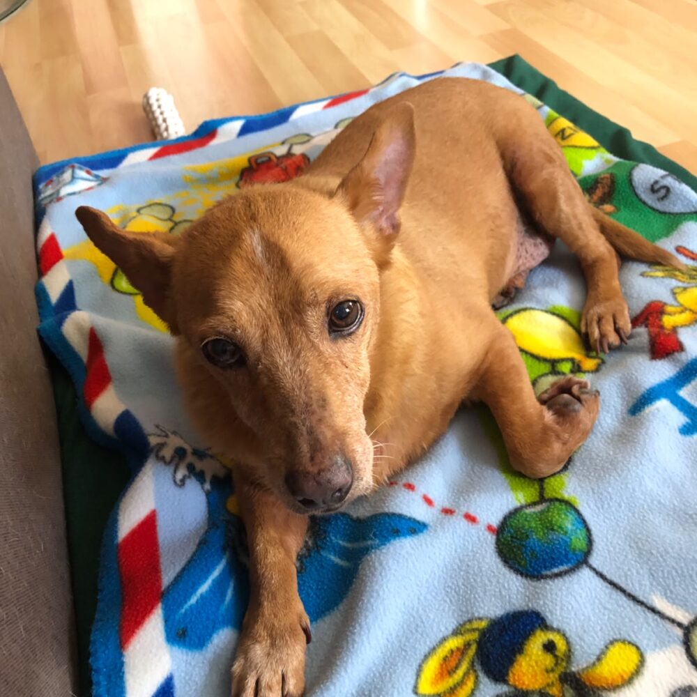 Dodo