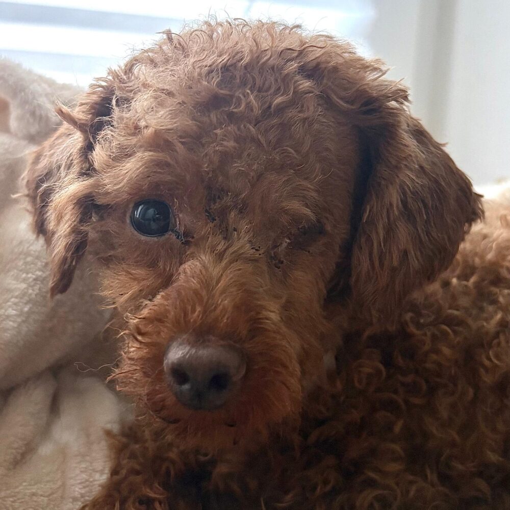 Coco