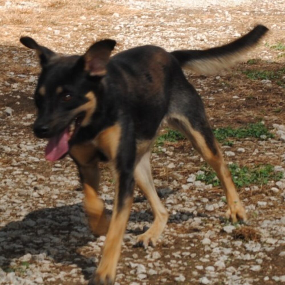 Noa