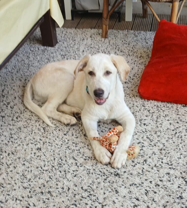 Ulisse