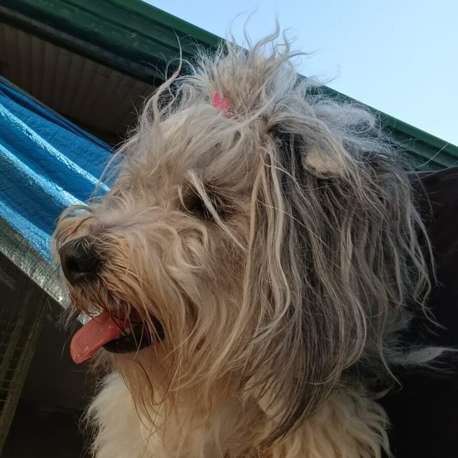 Trudi