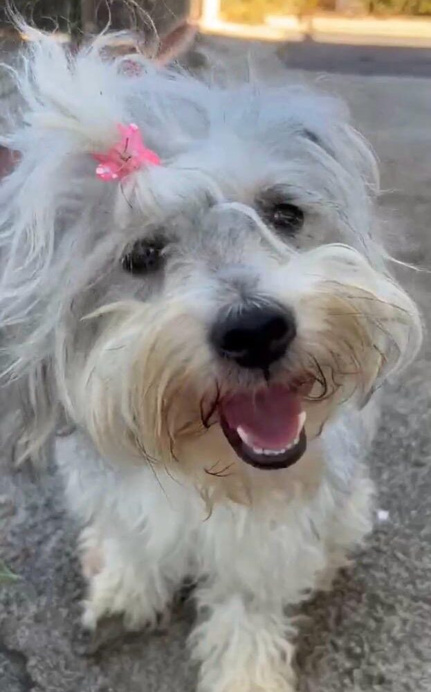 Trudi