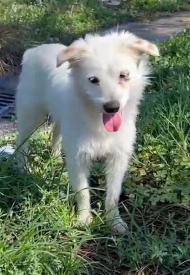 Idefix