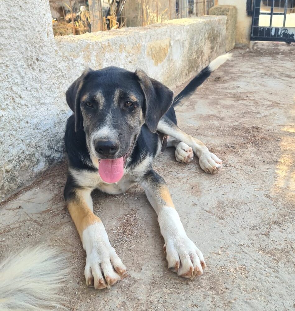 Moro