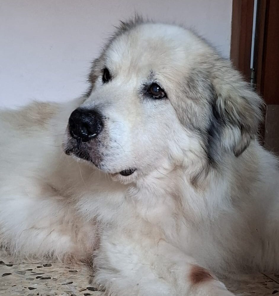 Igor