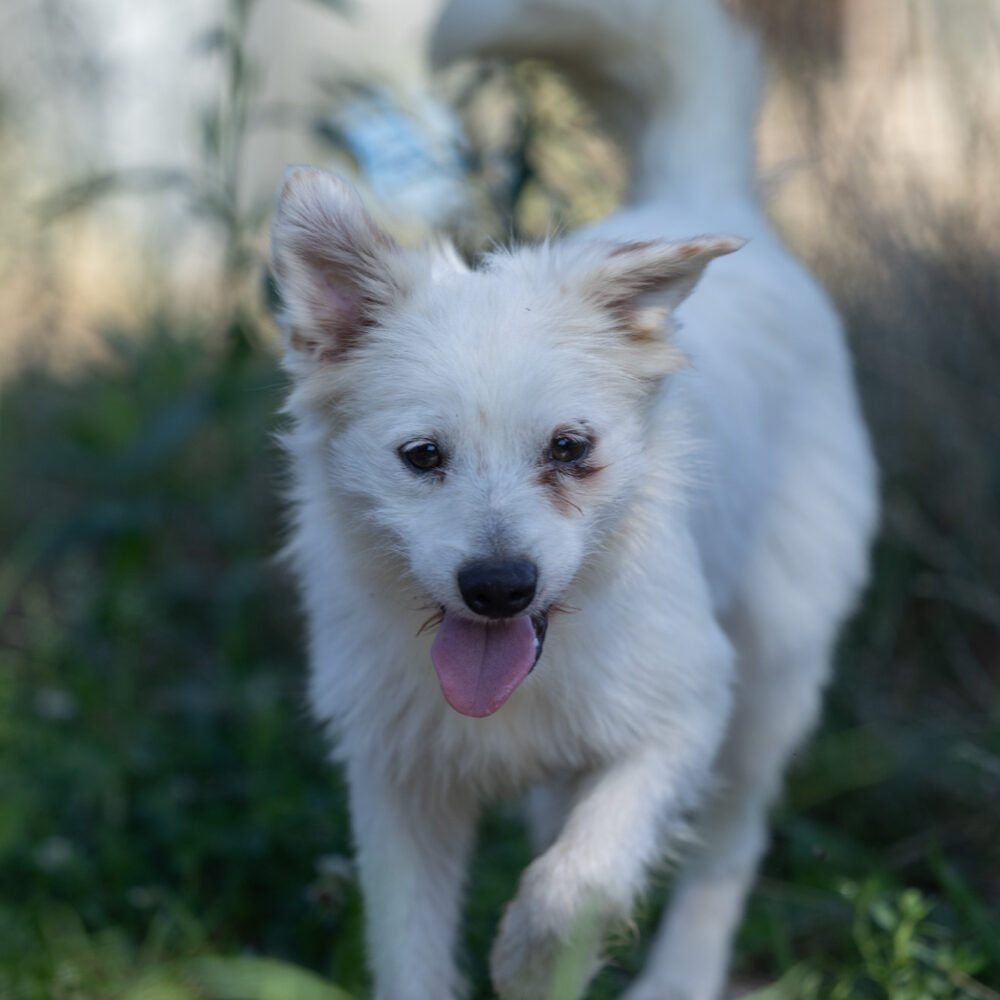 Idefix
