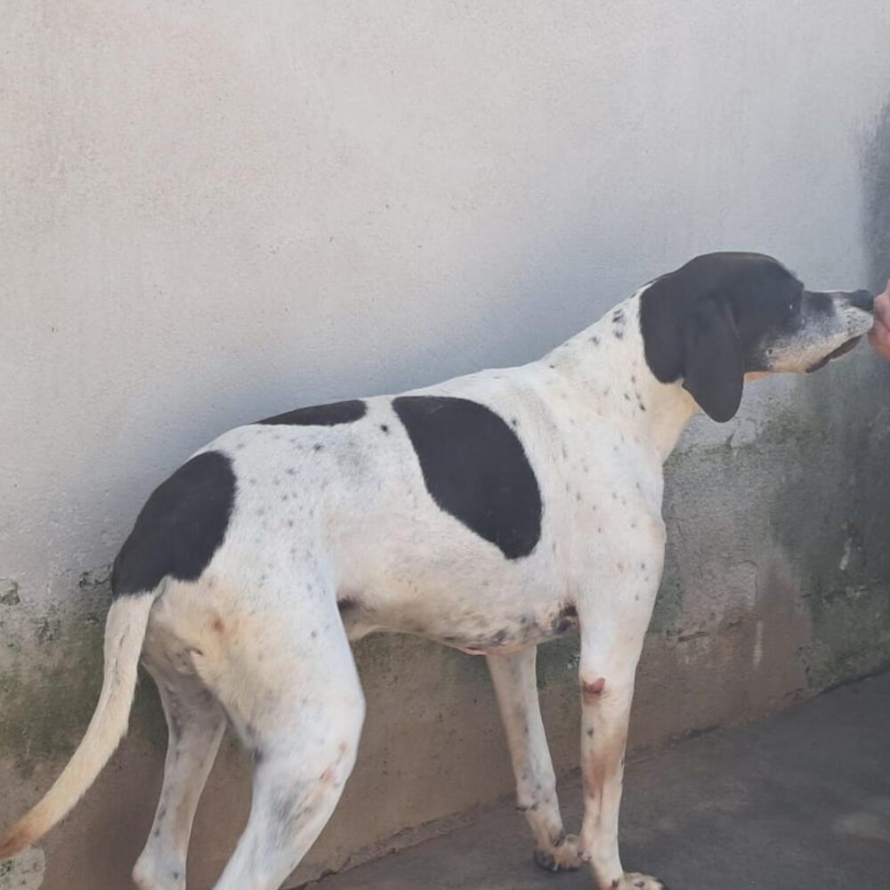 Lapo