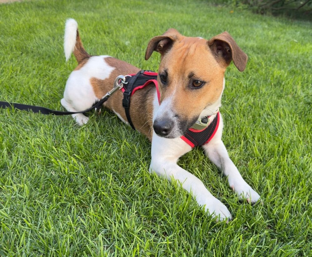 Max
