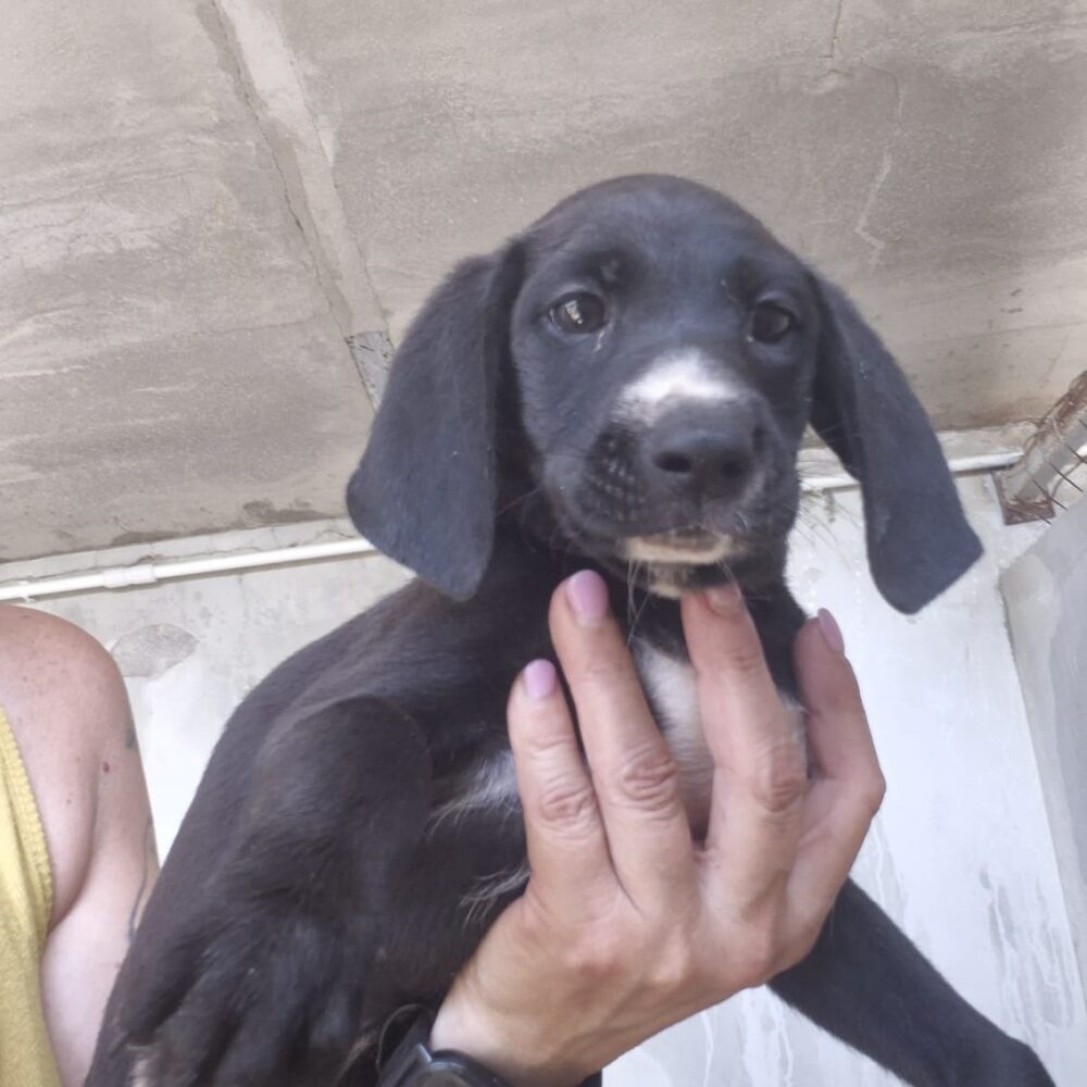 Temo