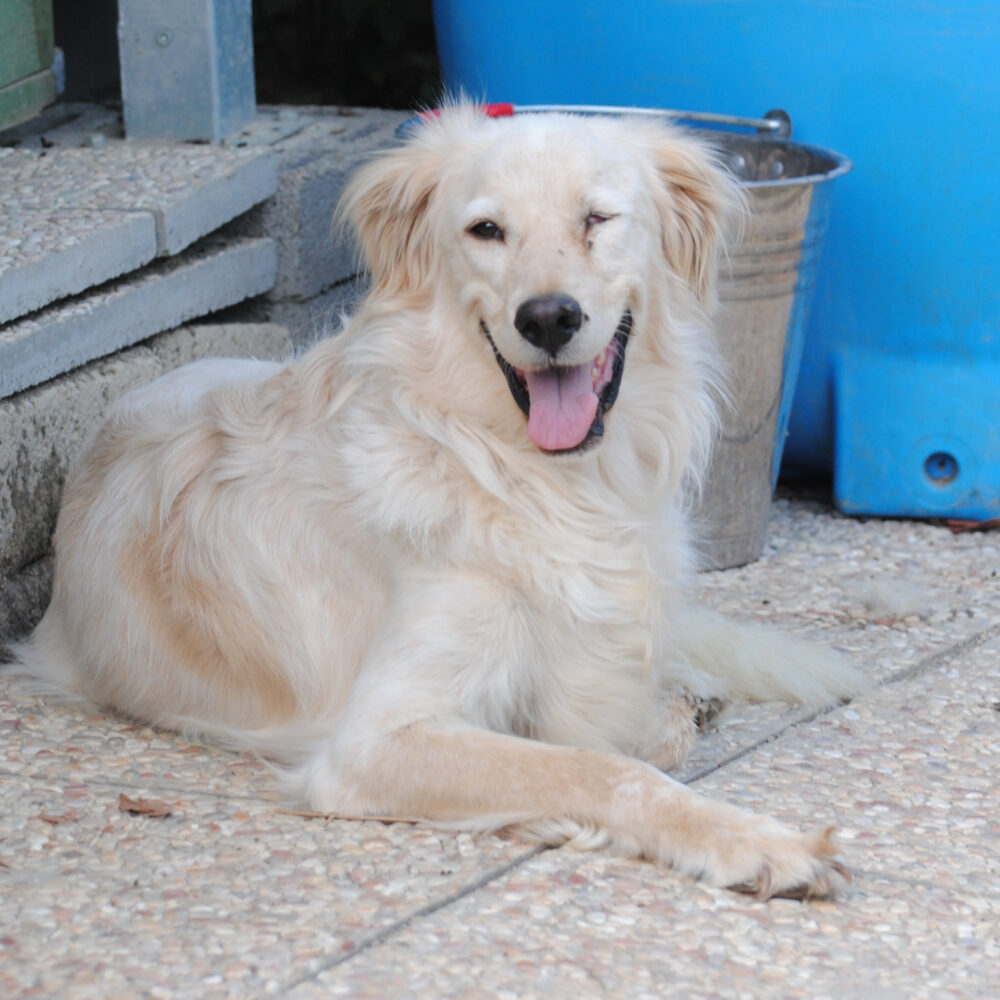 Ebba (Incognita)