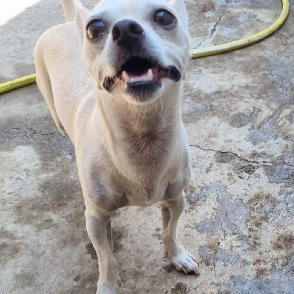 Milo