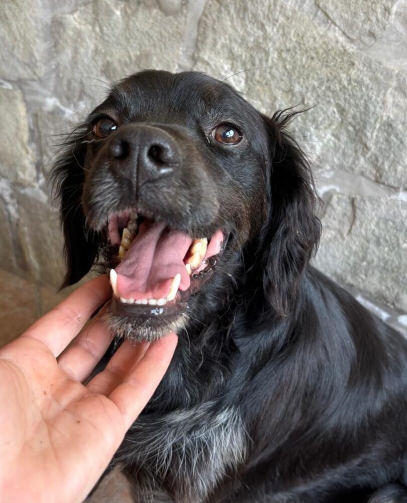 Paolino