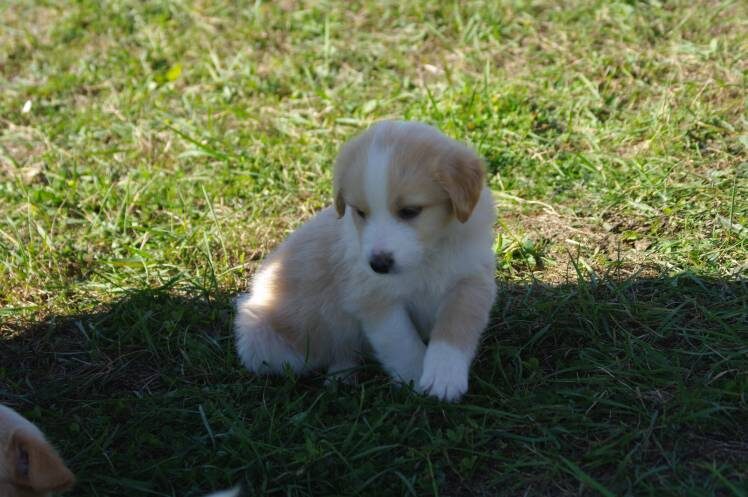 Mylo