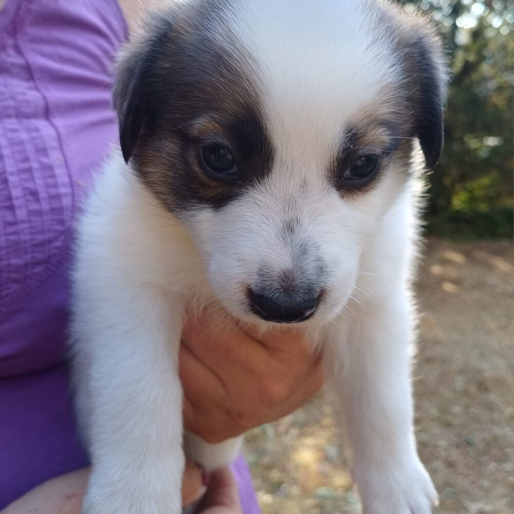 Oscar