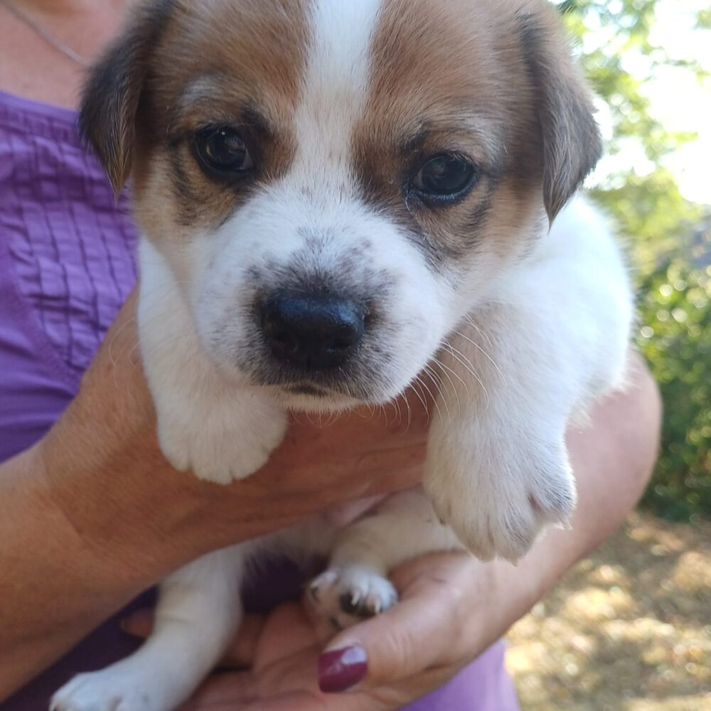 Archie