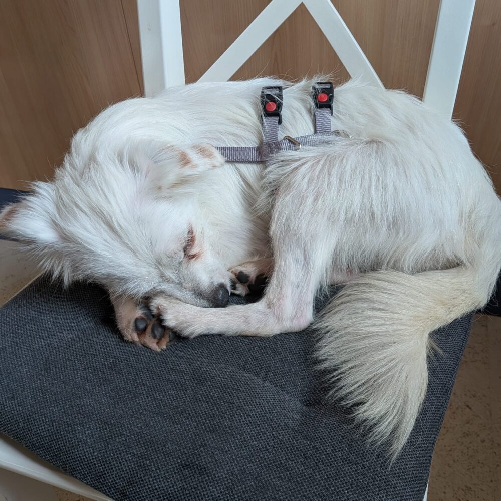 Idefix