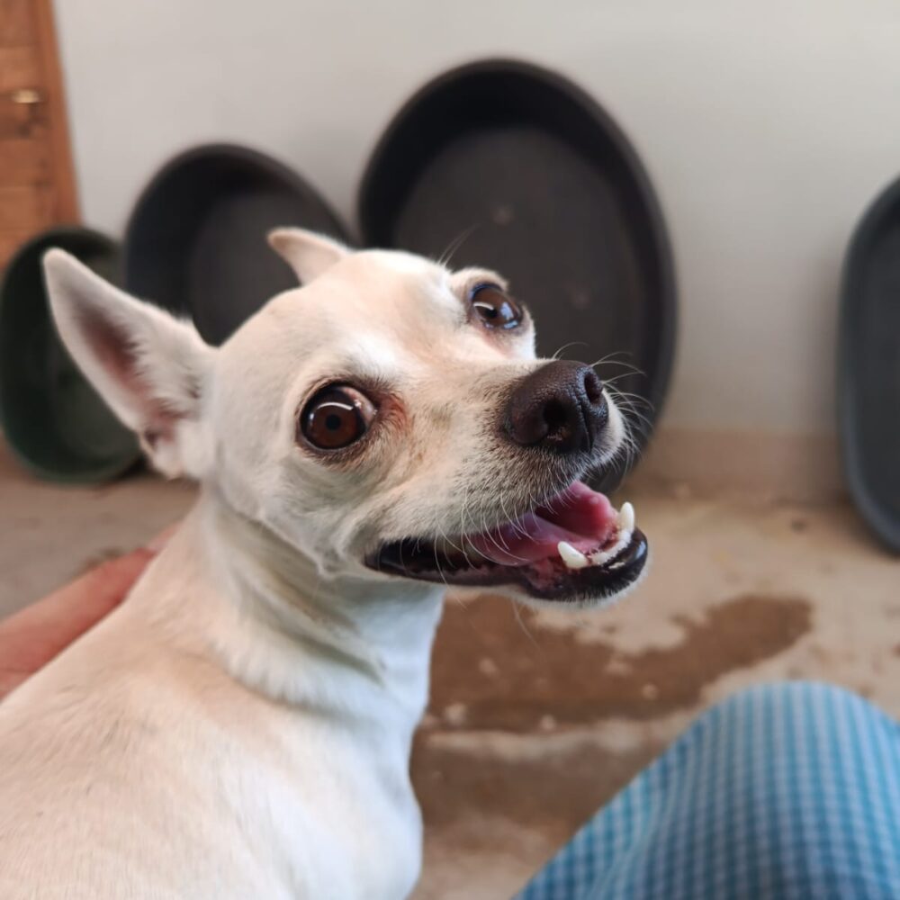 Milo