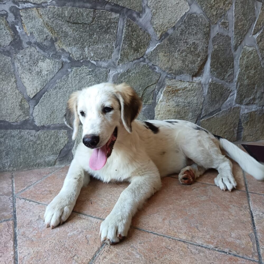 Leo