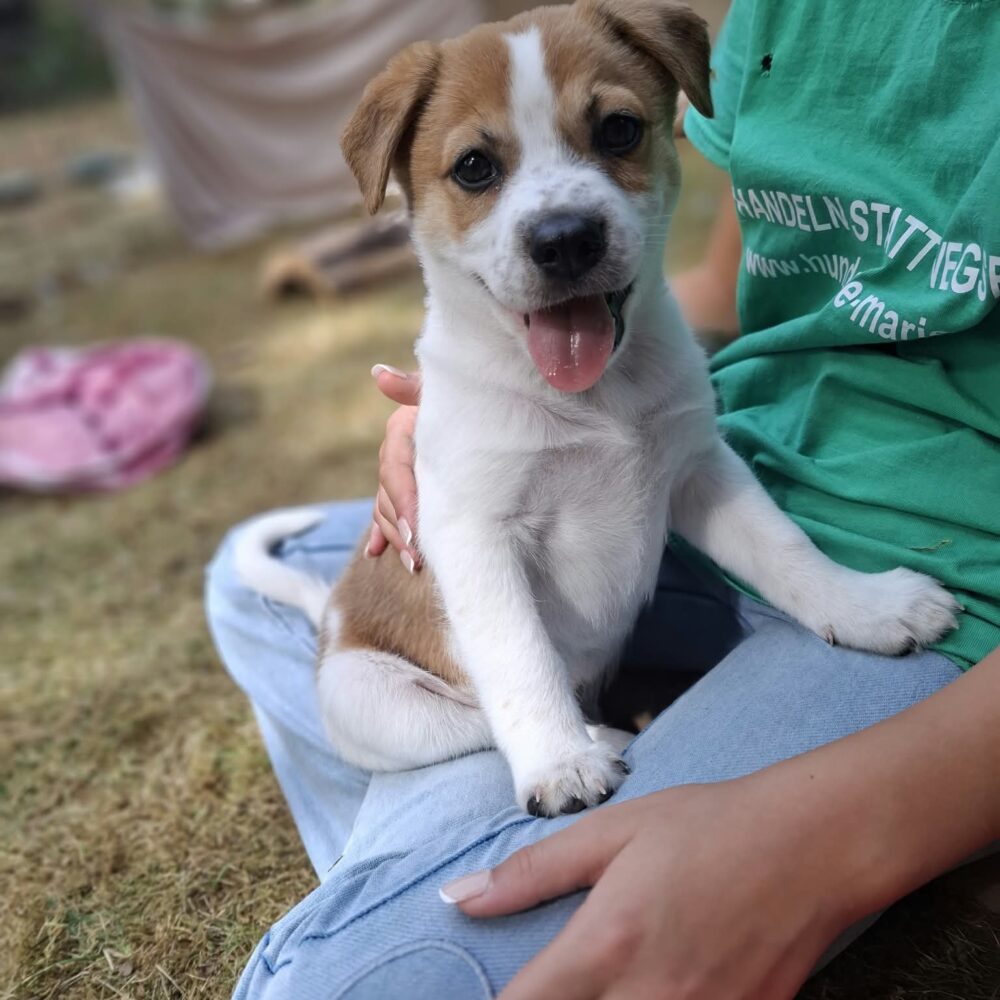 Archie