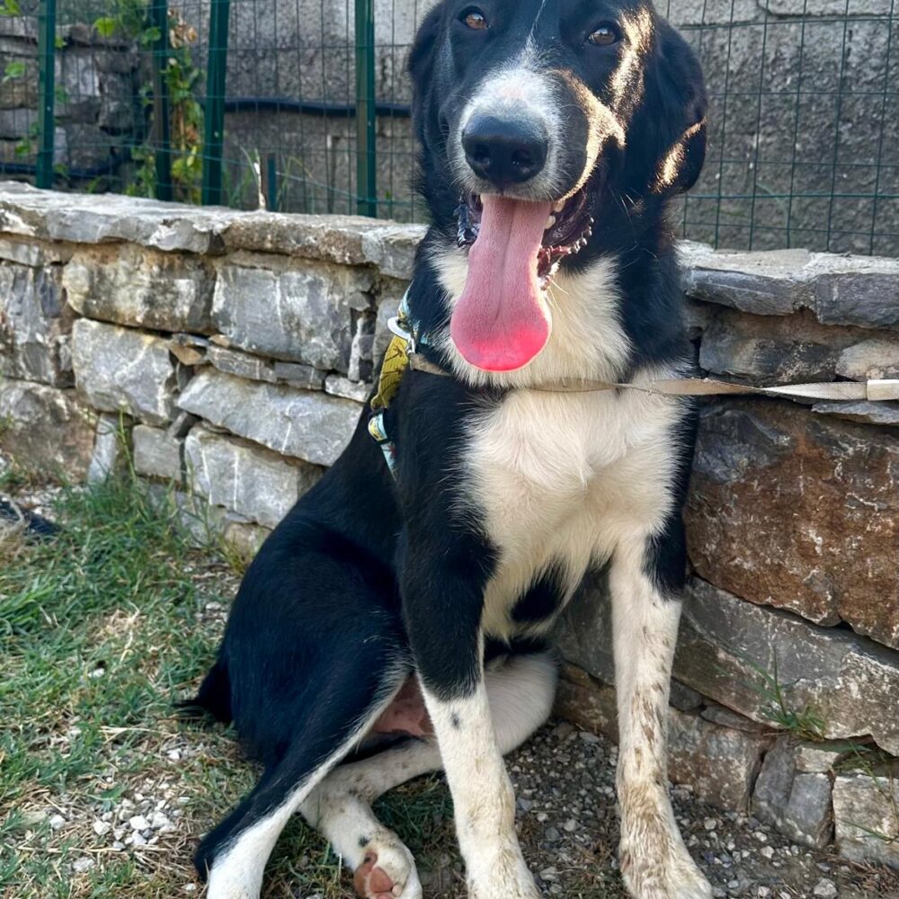 Gennarino