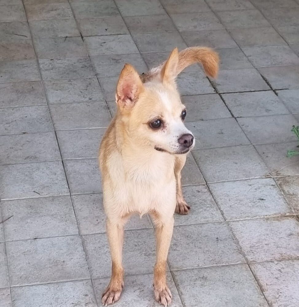 Bamby