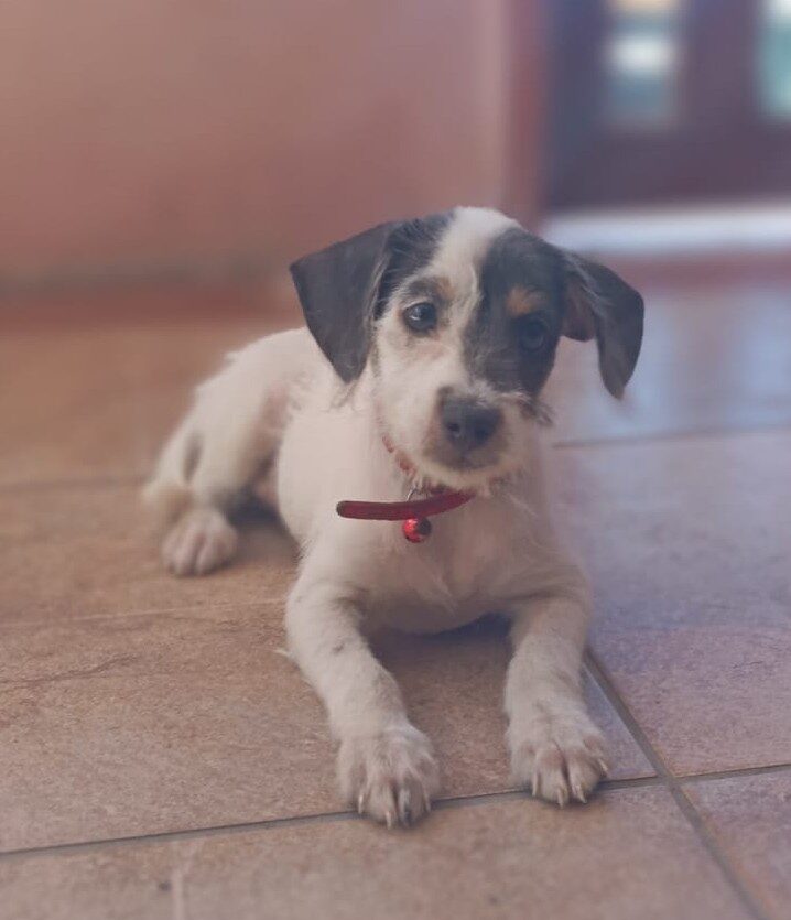 Franzi