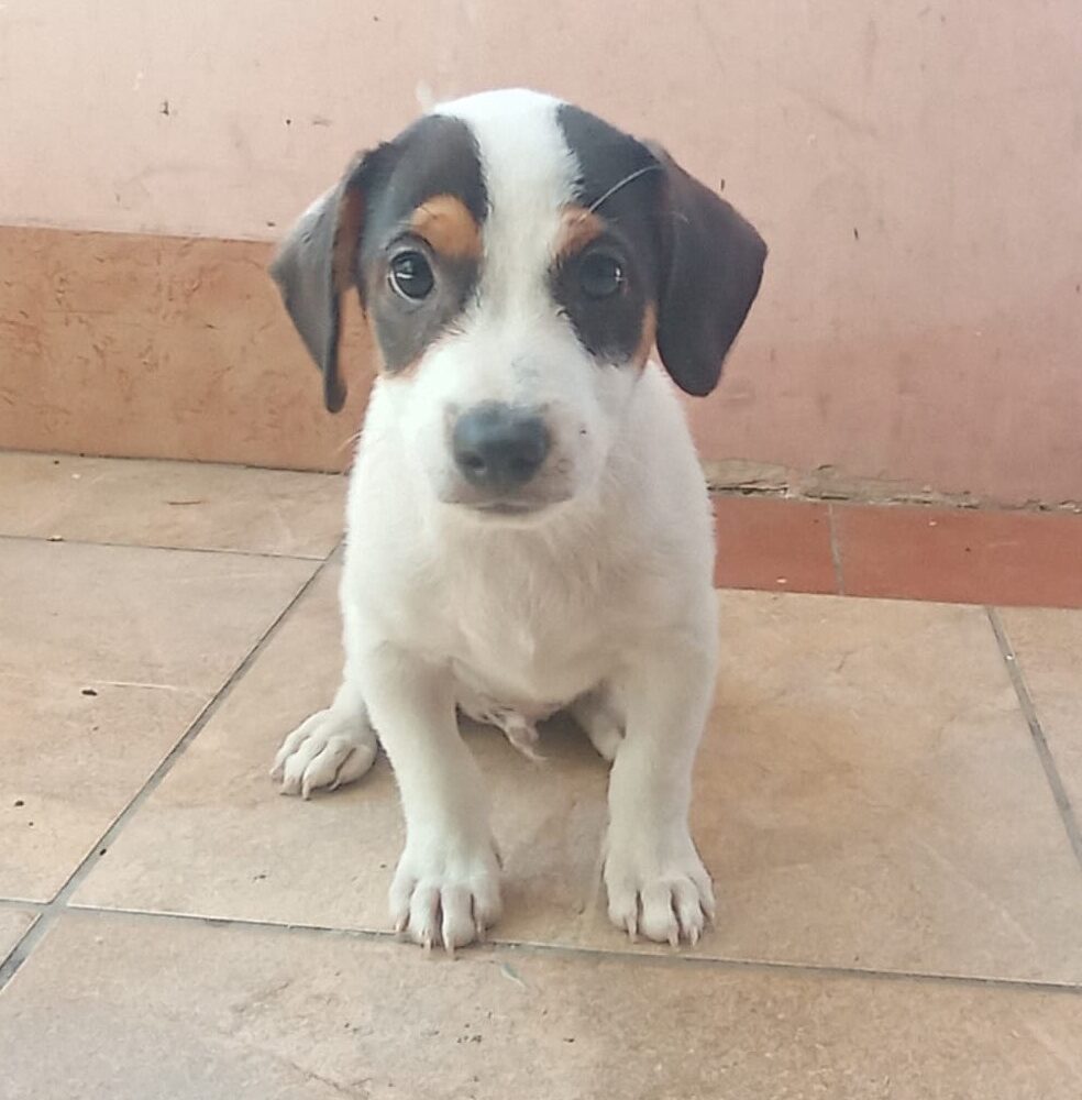 Sunni