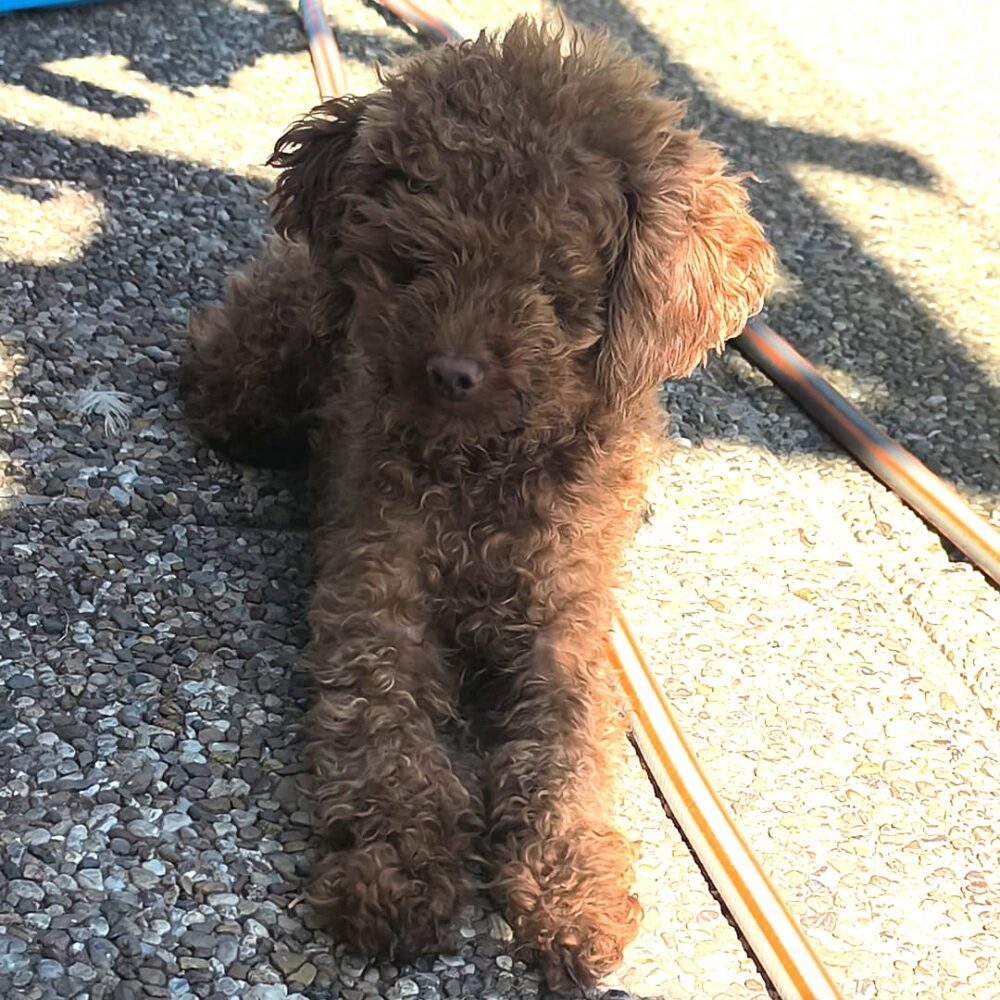 Coco