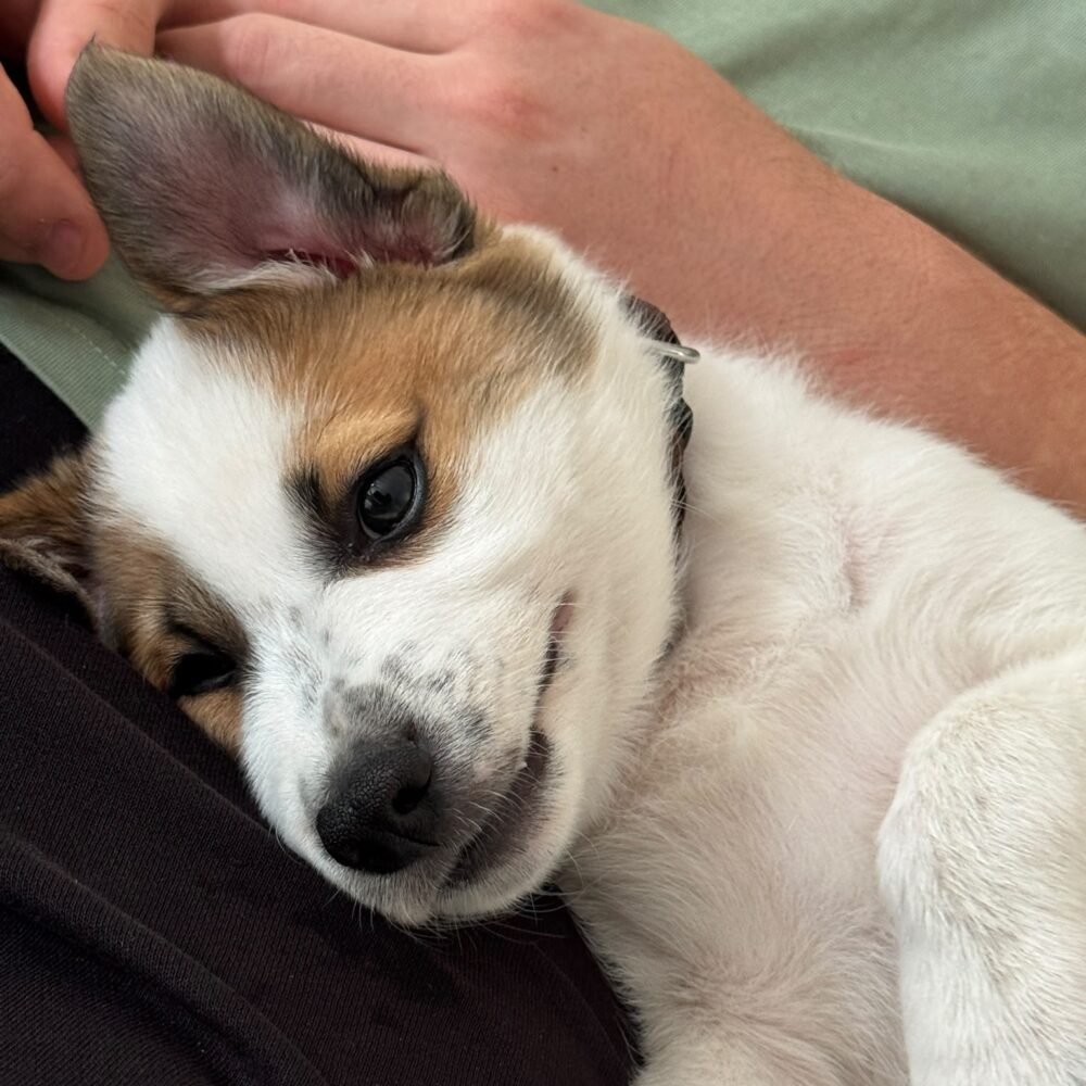 Oscar