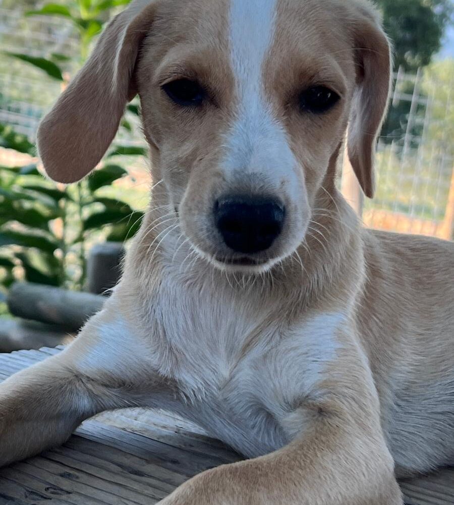 Bimba