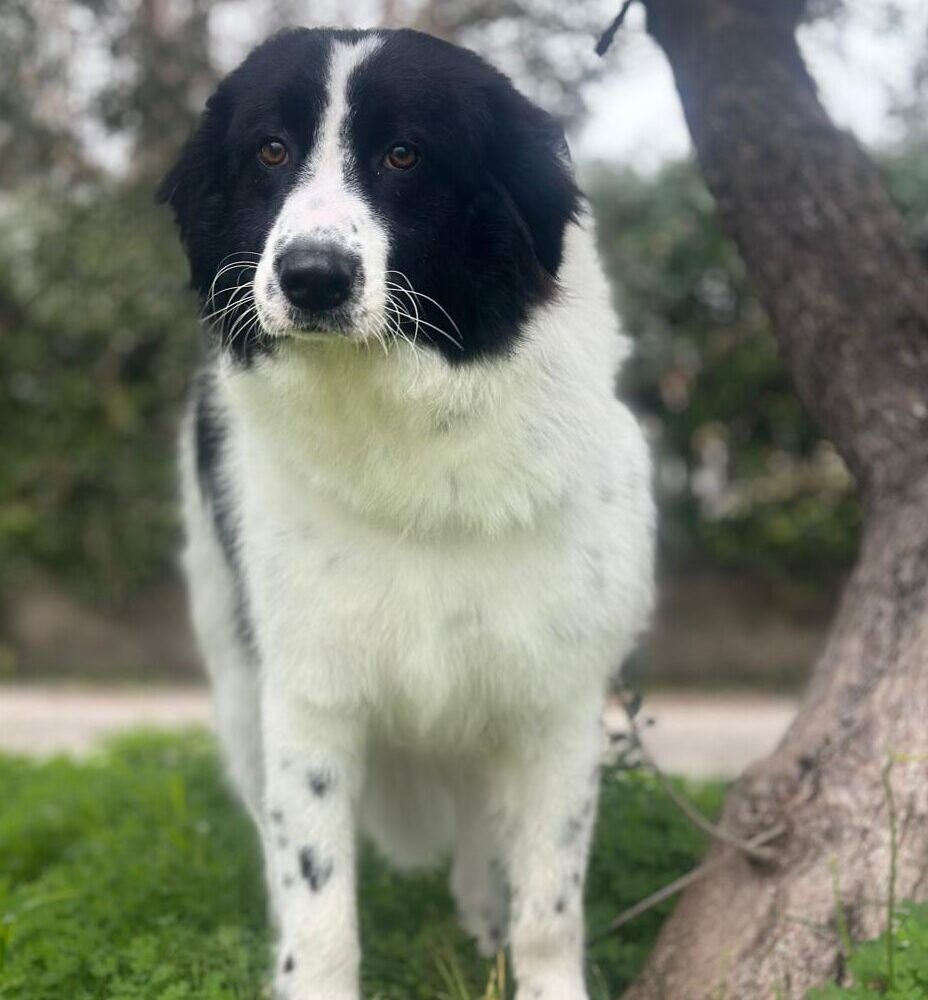 Sofia