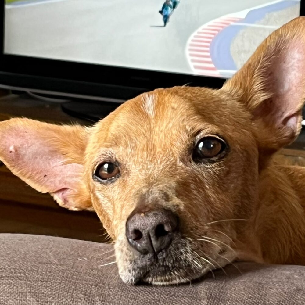 Dodo