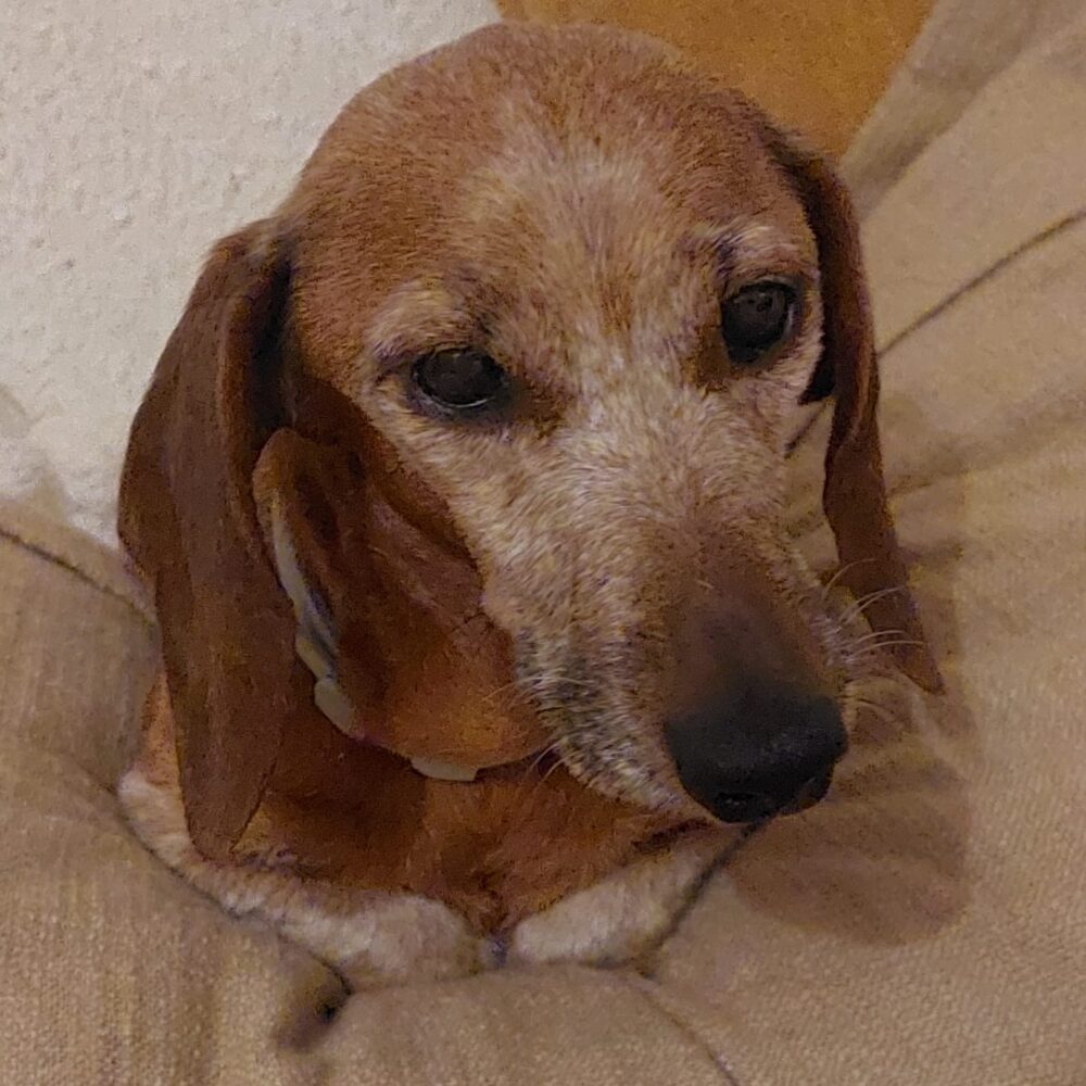 Isotta