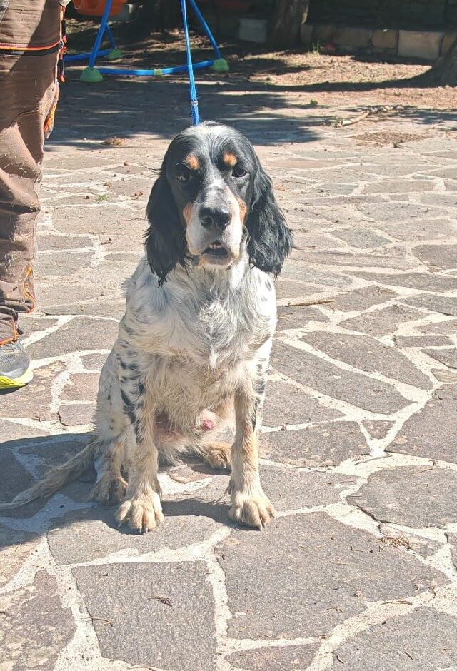 Atlante