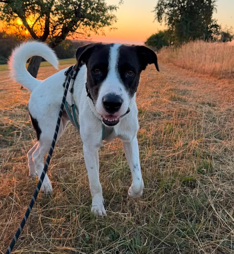 Max