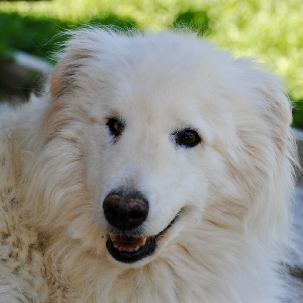 Soja