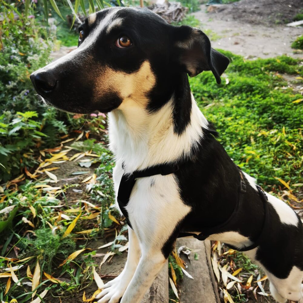 Tekla