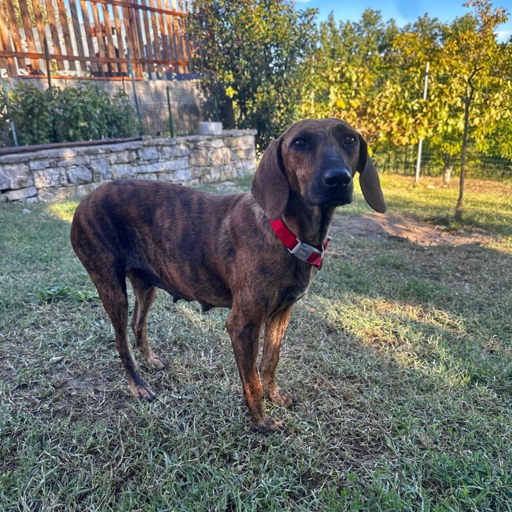 Berta