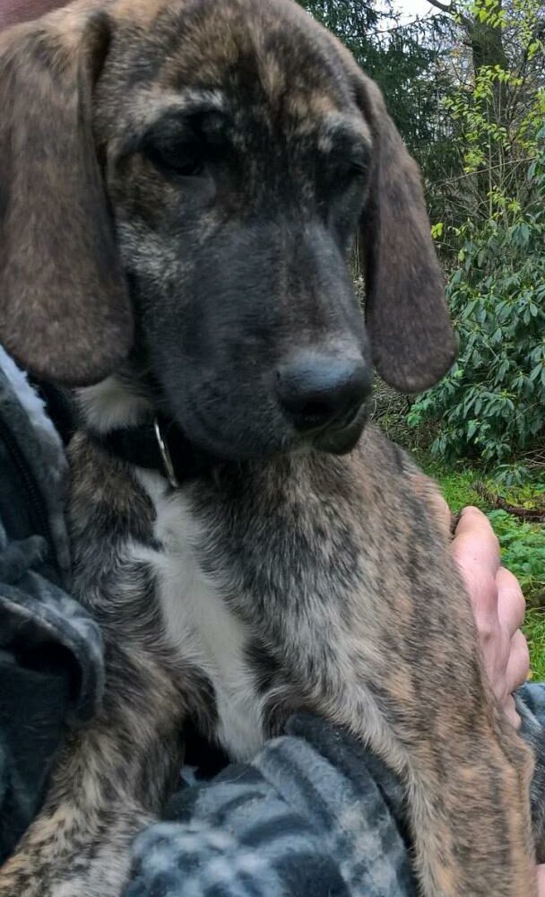 Kira