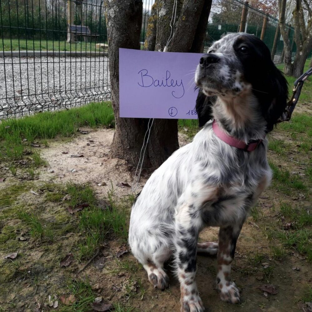 Bailey
